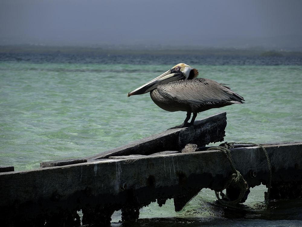 Mundo Animal de Jeff - Pelican de Caret